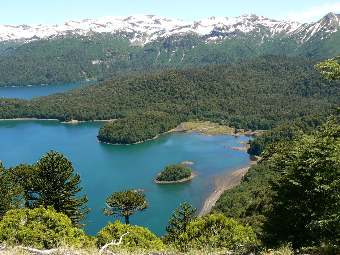 Paisaje natural de bosque nativo, lago y montañas